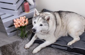 Sweet Dreams Water Resistant Pet Cushion Large 3 Colours